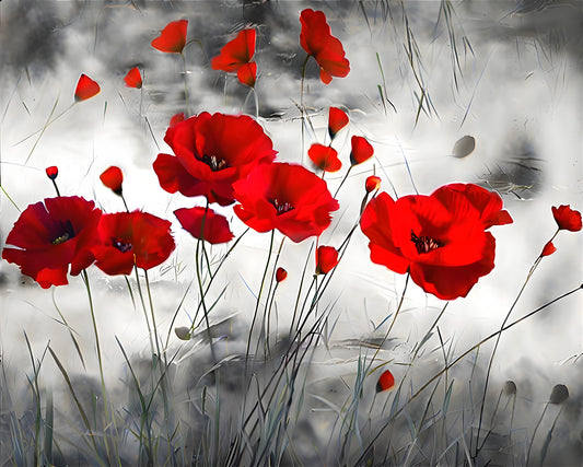 Red Poppies in Contrast